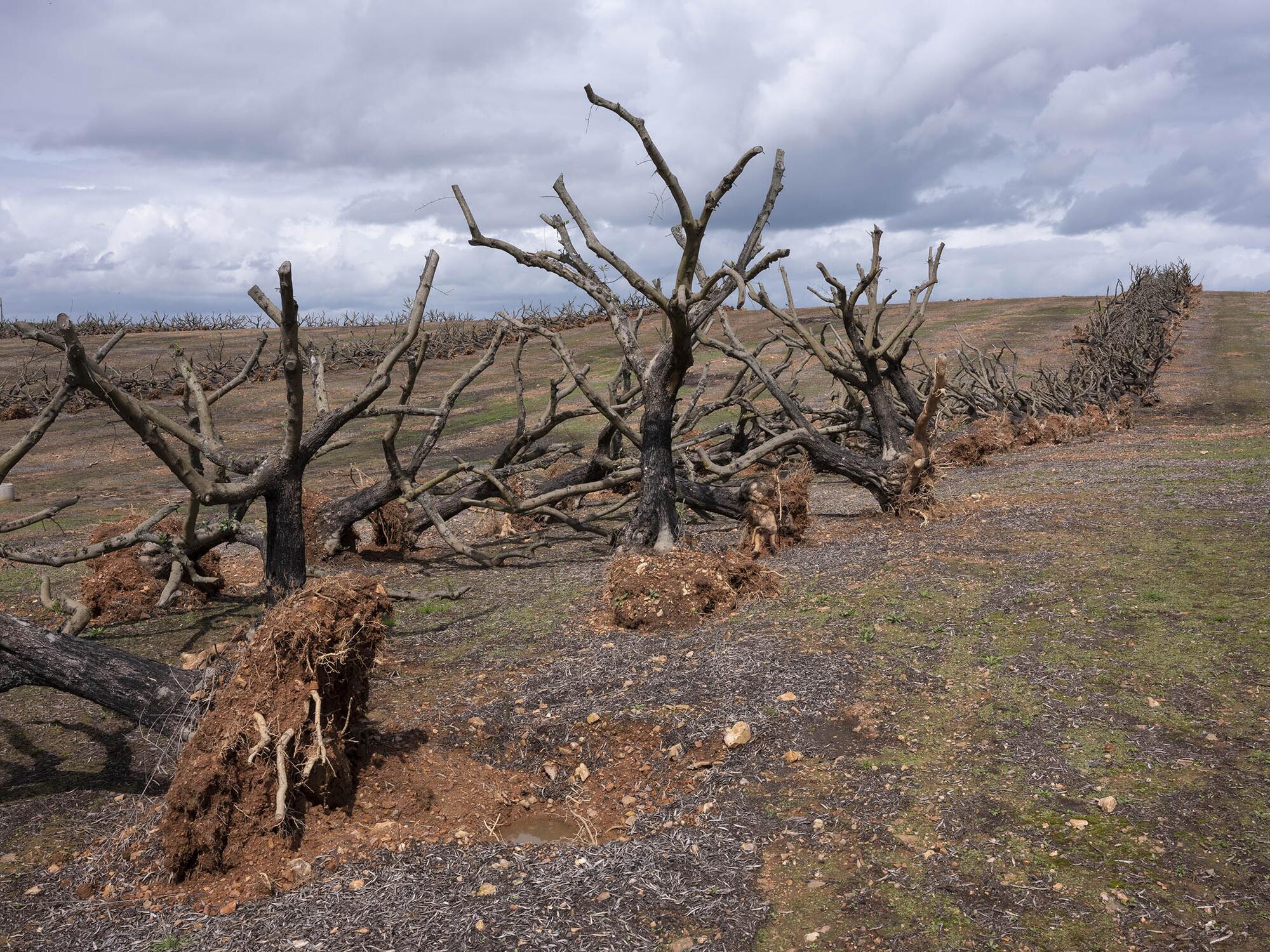 Olivares Alentejo - 6